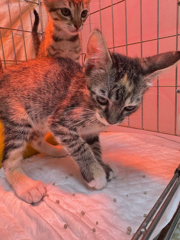 新北市八里區公立動物之家,編號:443526, 混種貓                 