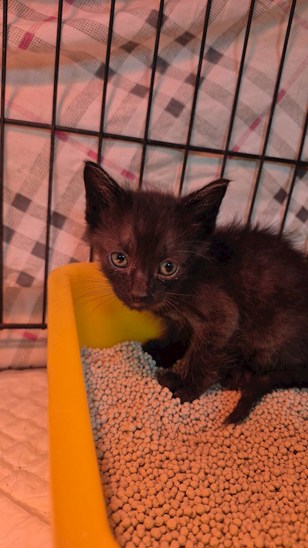 新北市八里區公立動物之家,編號:443393, 混種貓                 