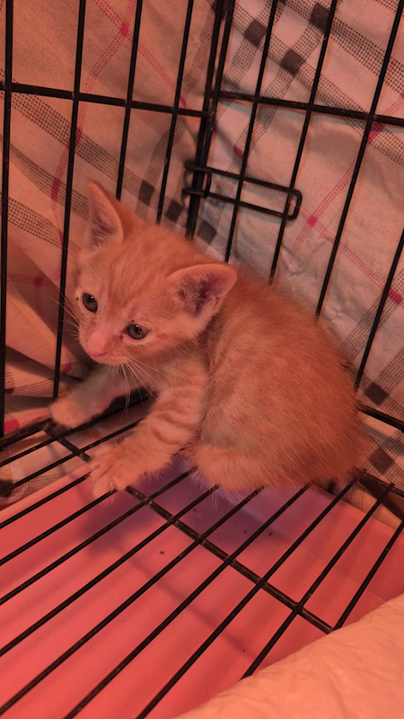 新北市八里區公立動物之家,編號:443392, 混種貓                 