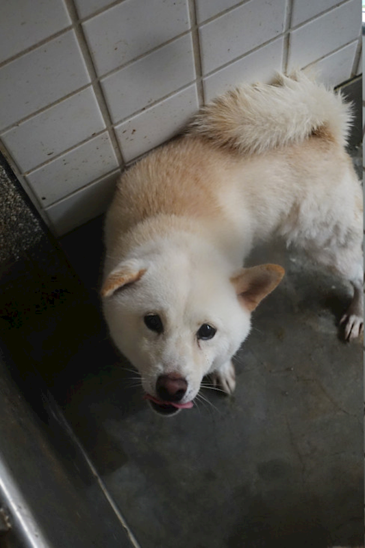 宜蘭縣流浪動物中途之家,編號:431879, 柴犬                  