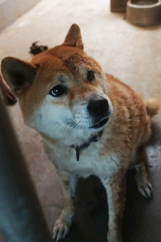 宜蘭縣流浪動物中途之家,編號:433481, 柴犬                  