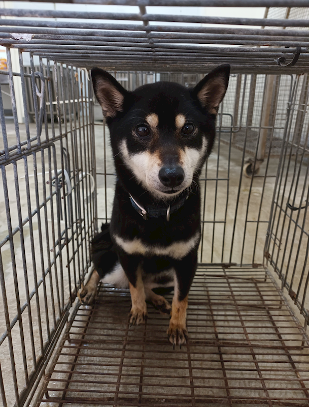 嘉義縣動物保護教育園區,編號:443317, 柴犬                  