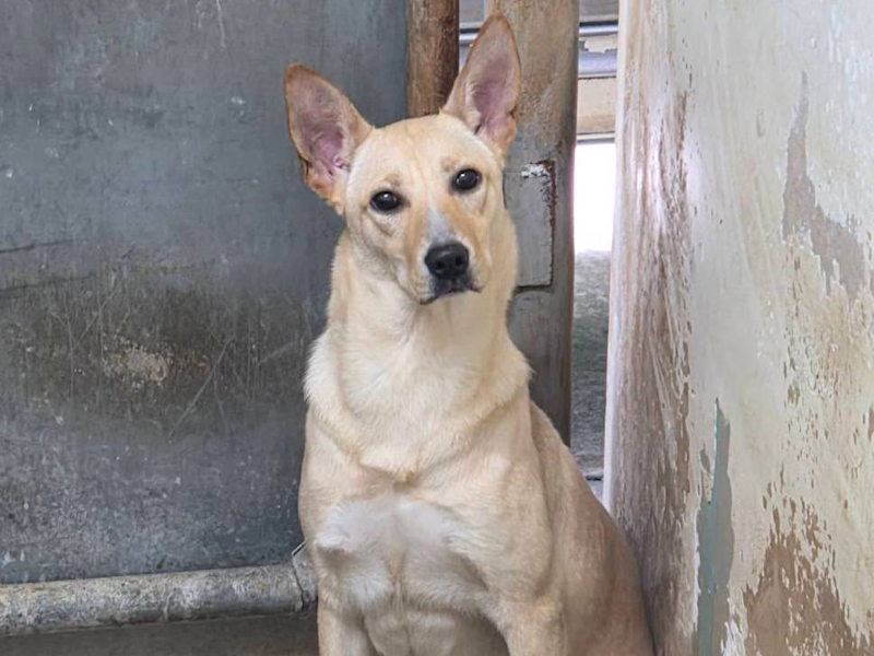 臺北市動物之家,編號:442131, 混種犬          