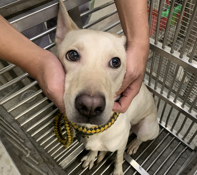 臺北市動物之家,編號:442423, 混種犬          