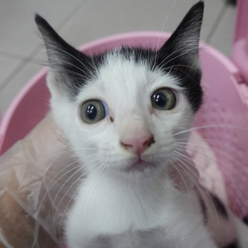 臺南市動物之家灣裡站,編號:429077, 混種貓                 