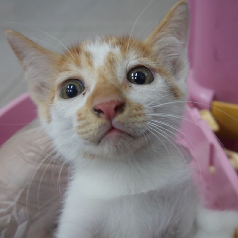 臺南市動物之家灣裡站,編號:429075, 混種貓                 