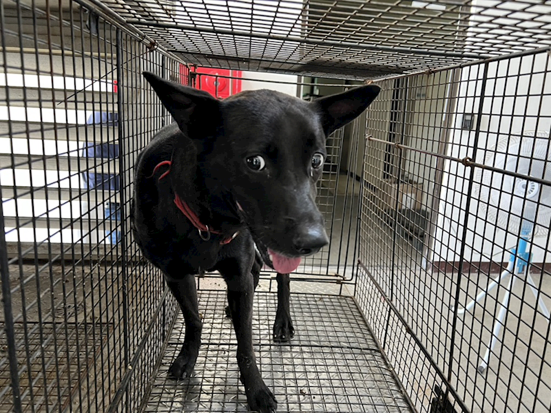 桃園市動物保護教育園區,編號:414453, 混種犬          