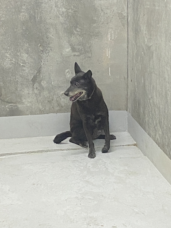 基隆市寵物銀行,編號:443568, 混種犬          