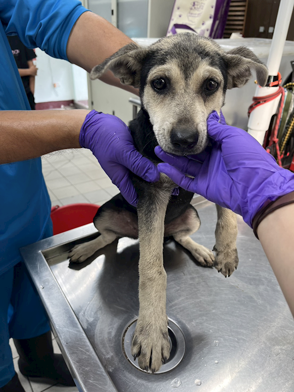 彰化縣流浪狗中途之家,編號:443619, 混種犬          