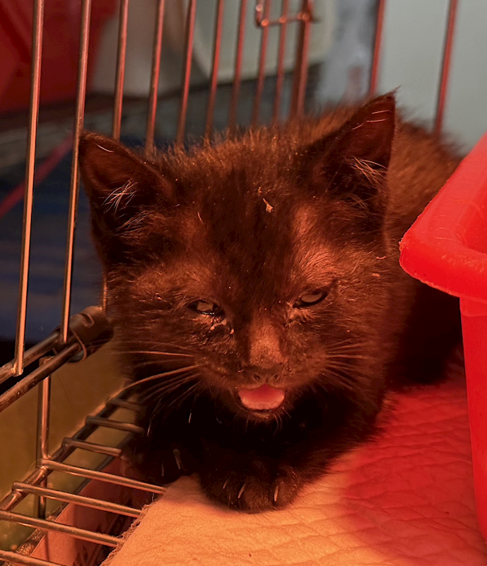 基隆市寵物銀行,編號:442925, 混種貓                 