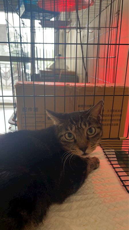 基隆市寵物銀行,編號:443267, 混種貓                 