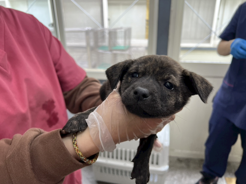 臺北市動物之家,編號:443609, 混種犬          