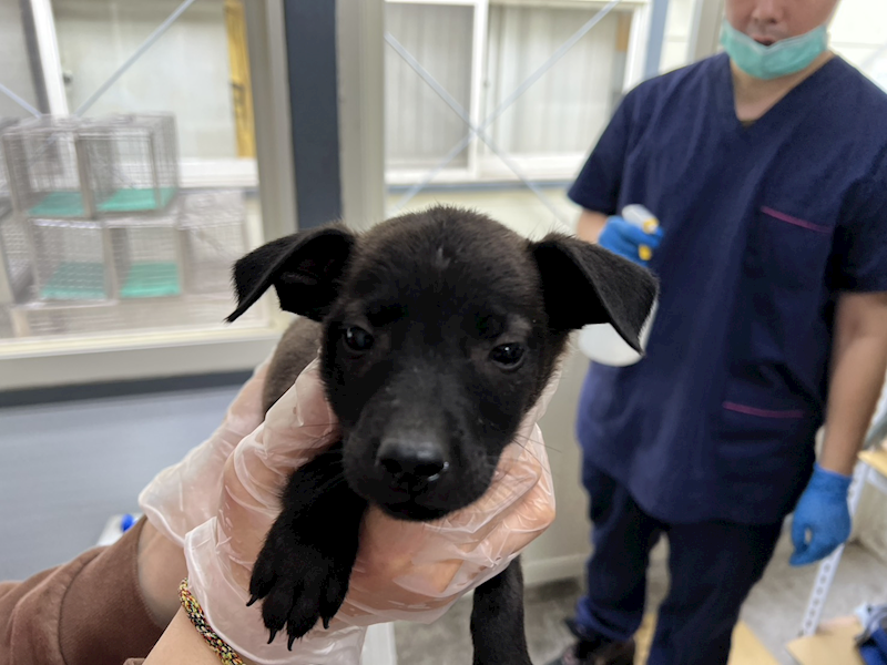 臺北市動物之家,編號:443608, 混種犬          