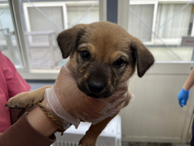 臺北市動物之家,編號:443606, 混種犬          
