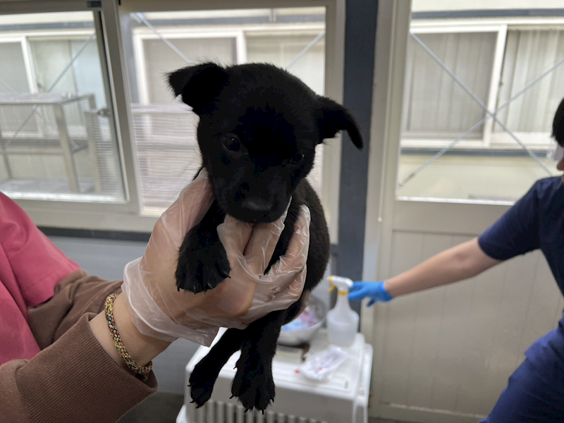 臺北市動物之家,編號:443605, 混種犬          