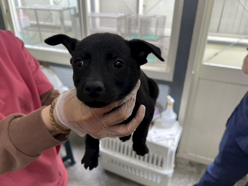 臺北市動物之家,編號:443604, 混種犬          
