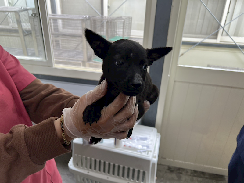 臺北市動物之家,編號:443602, 混種犬          
