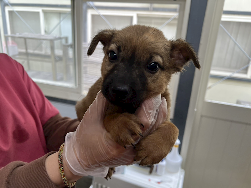 臺北市動物之家,編號:443601, 混種犬          