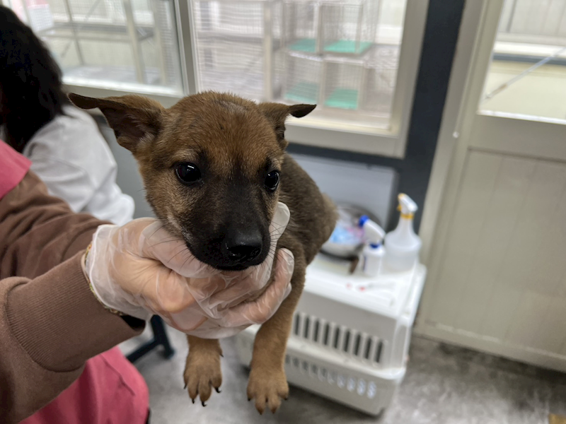臺北市動物之家,編號:443600, 混種犬          