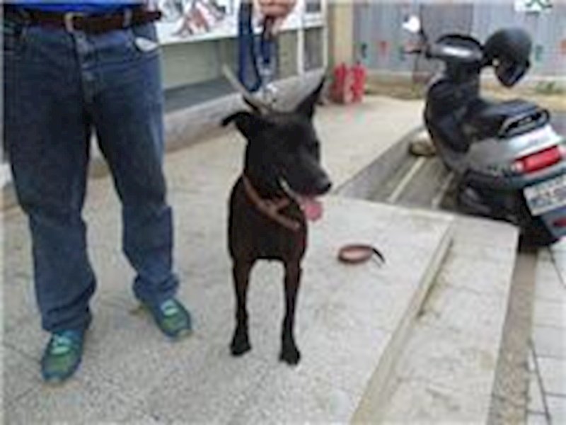 桃園市動物保護教育園區,編號:28864, 混種犬          