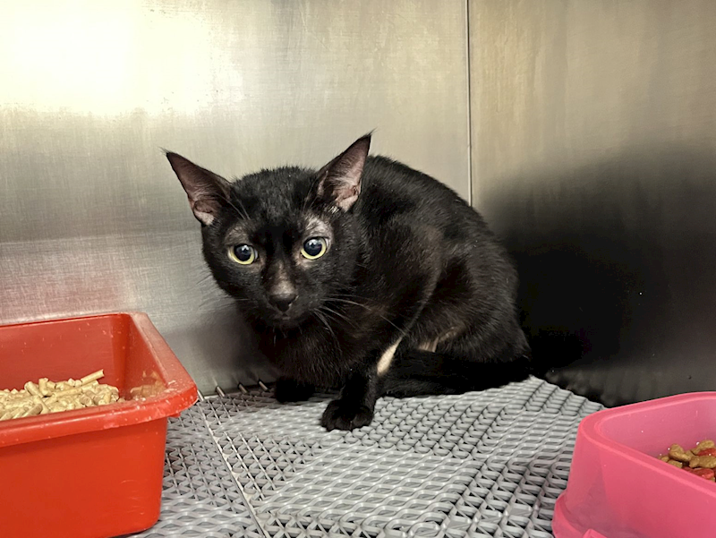 桃園市動物保護教育園區,編號:427454, 混種貓                 