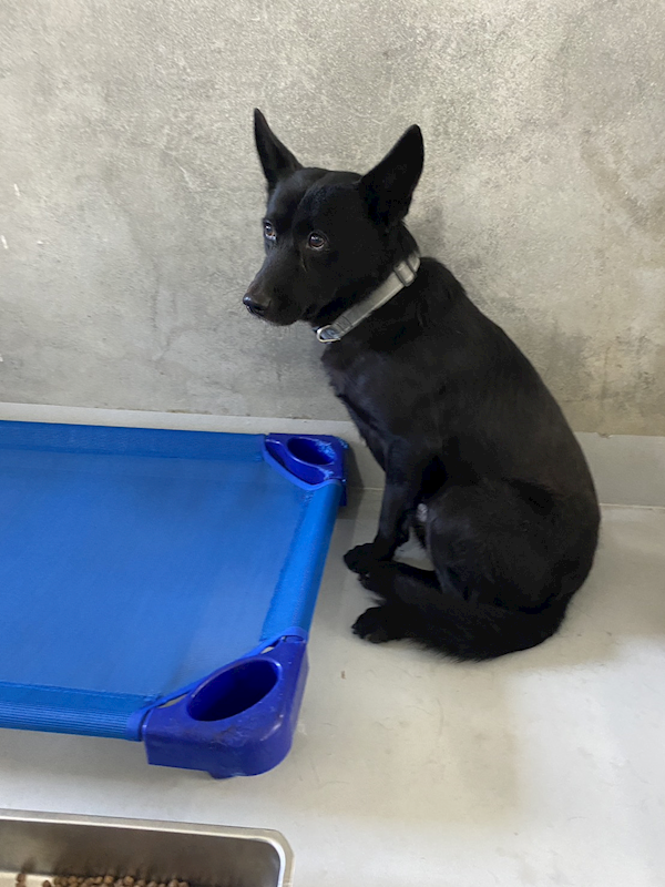 基隆市寵物銀行,編號:438968, 混種犬          