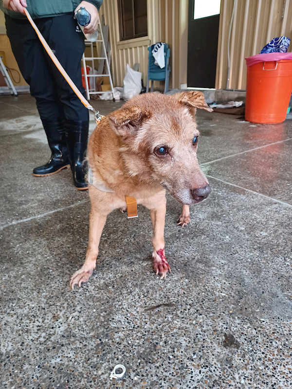 新北市中和區公立動物之家,編號:443638, 混種犬          