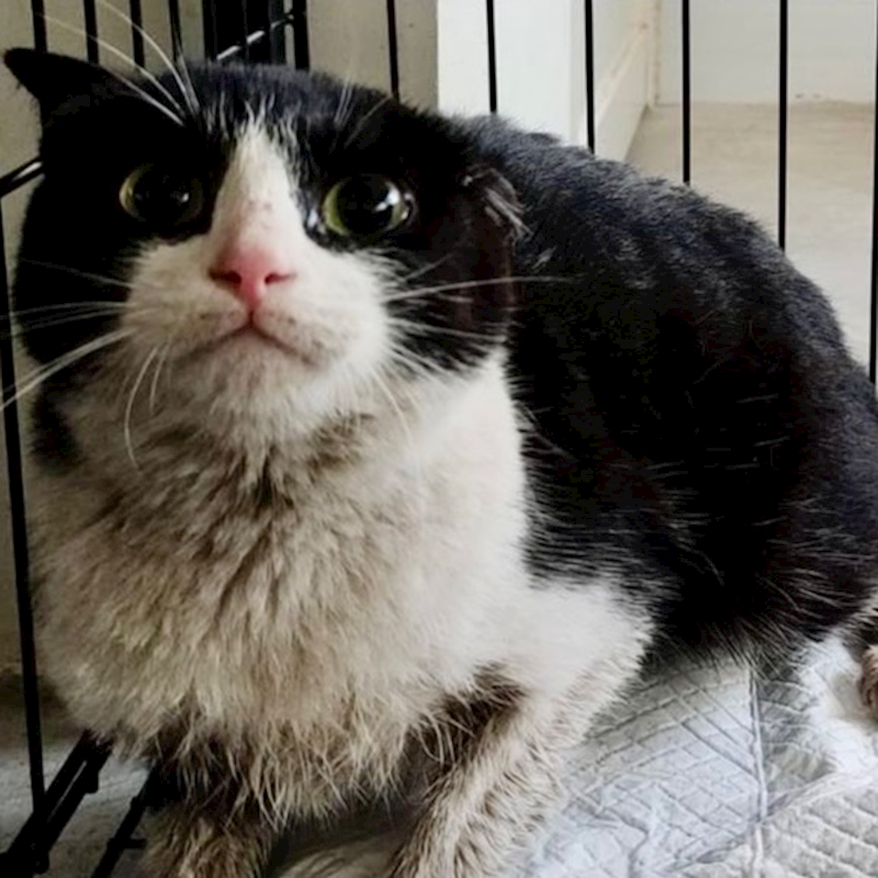 臺北市動物之家,編號:442901, 混種貓                 