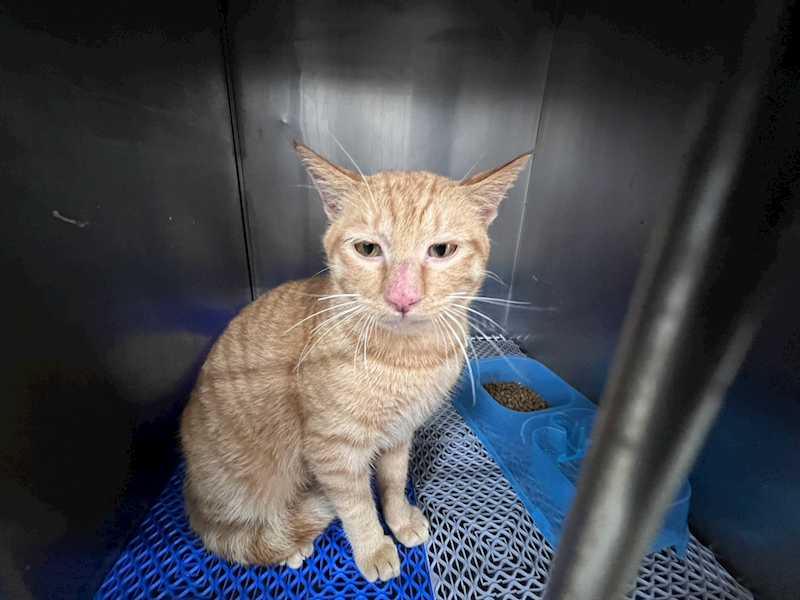 桃園市動物保護教育園區,編號:438370, 混種貓                 