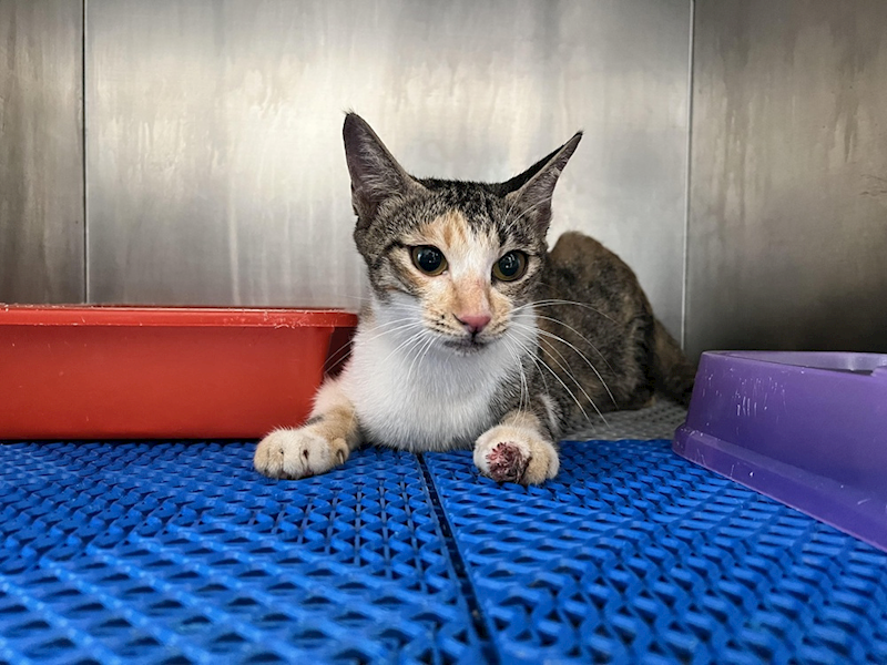 桃園市動物保護教育園區,編號:424532, 混種貓                 