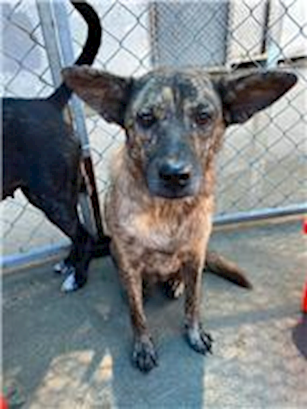 桃園市動物保護教育園區,編號:273562, 混種犬          