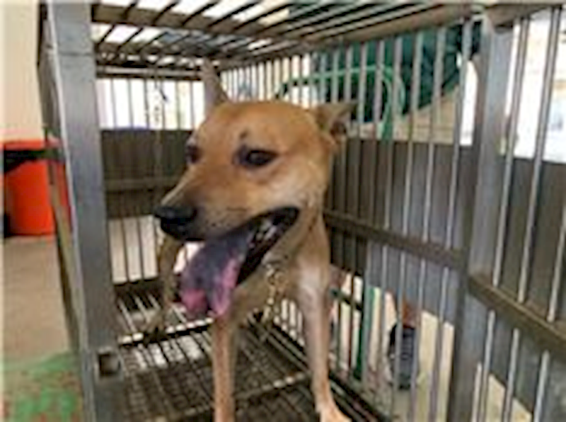 桃園市動物保護教育園區,編號:221421, 混種犬          