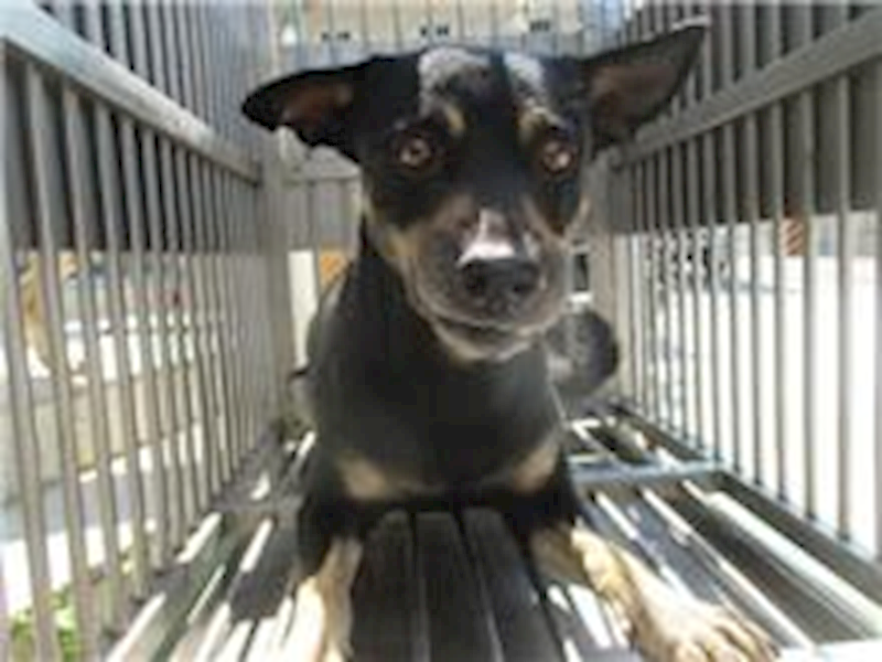 桃園市動物保護教育園區,編號:122854, 混種犬          