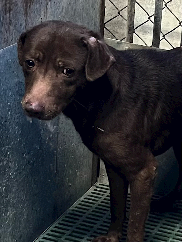 彰化縣流浪狗中途之家,編號:439625, 混種犬          