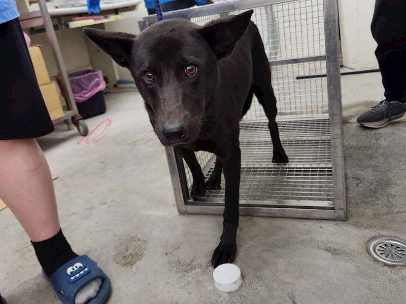 臺北市動物之家,編號:377218, 混種犬          
