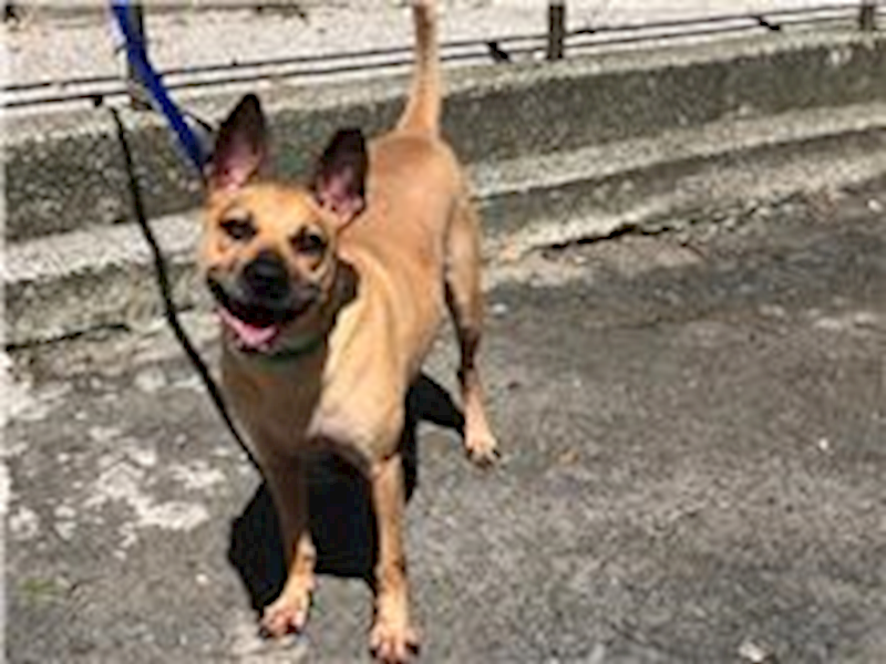 臺北市動物之家,編號:88605, 混種犬          