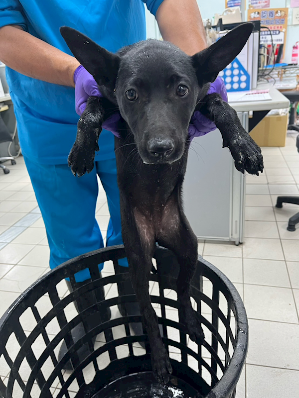 彰化縣流浪狗中途之家,編號:443620, 混種犬          