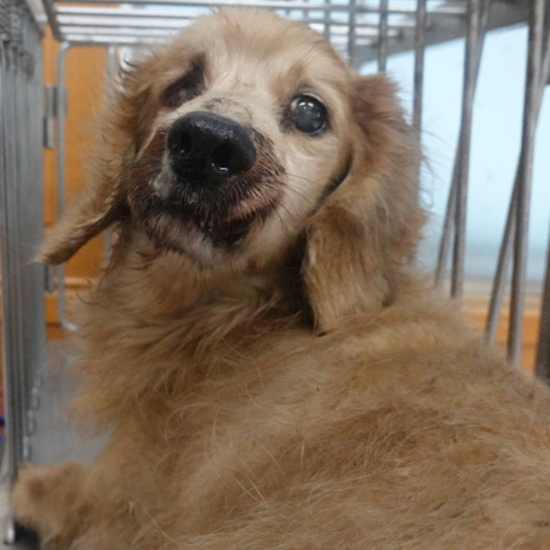 臺南市動物之家灣裡站,編號:416022, 其他                  