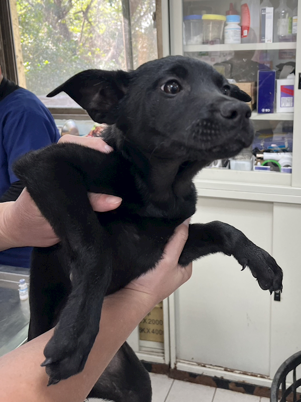 彰化縣流浪狗中途之家,編號:437781, 混種犬          