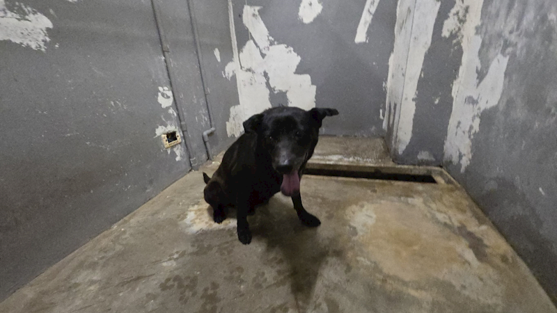 新竹市動物保護教育園區,編號:443815, 混種犬          