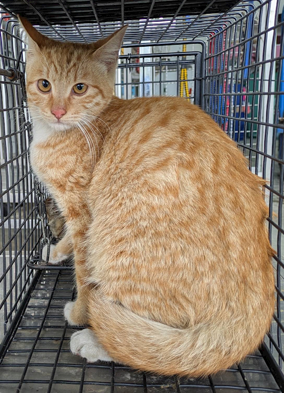 花蓮縣狗貓躍動園區,編號:443729, 混種貓                 