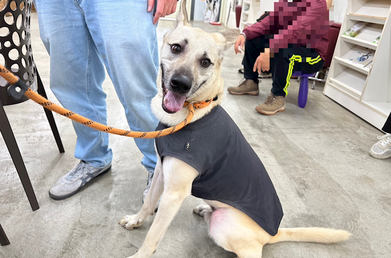 臺北市動物之家,編號:440129, 混種犬          