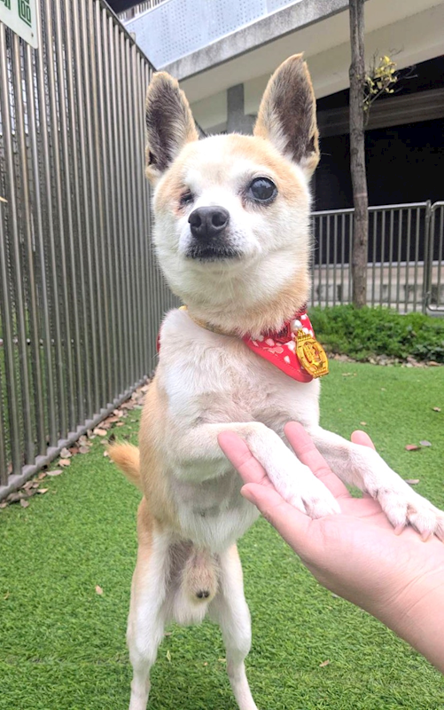 新竹縣動物保護教育園區,編號:442949, 吉娃娃犬