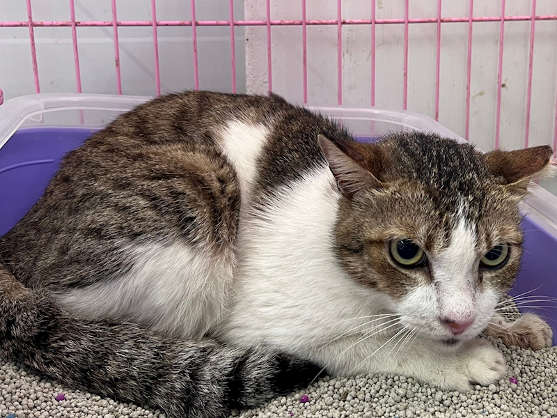 臺北市動物之家,編號:443795, 混種貓                 