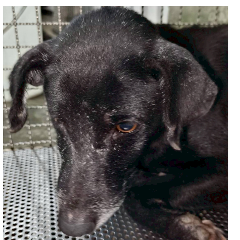 新北市三芝區公立動物之家,編號:443643, 混種犬          