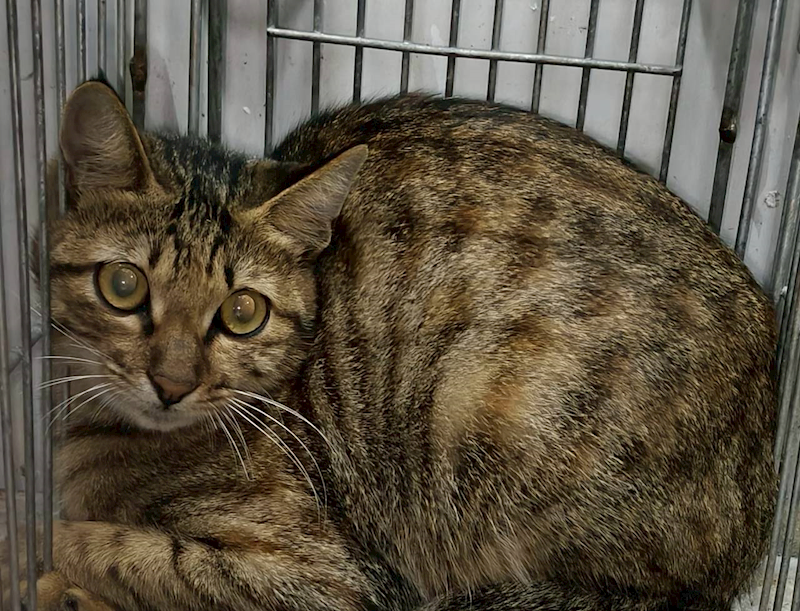 新北市三芝區公立動物之家,編號:443644, 混種貓                 