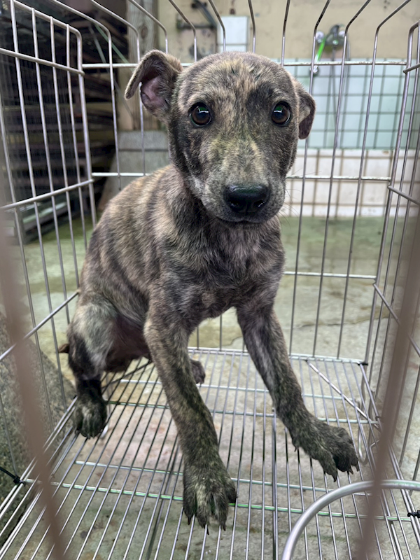 彰化縣流浪狗中途之家,編號:443760, 混種犬          