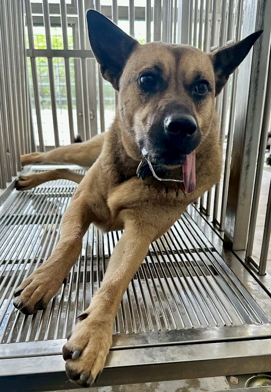 花蓮縣狗貓躍動園區,編號:443737, 混種犬          