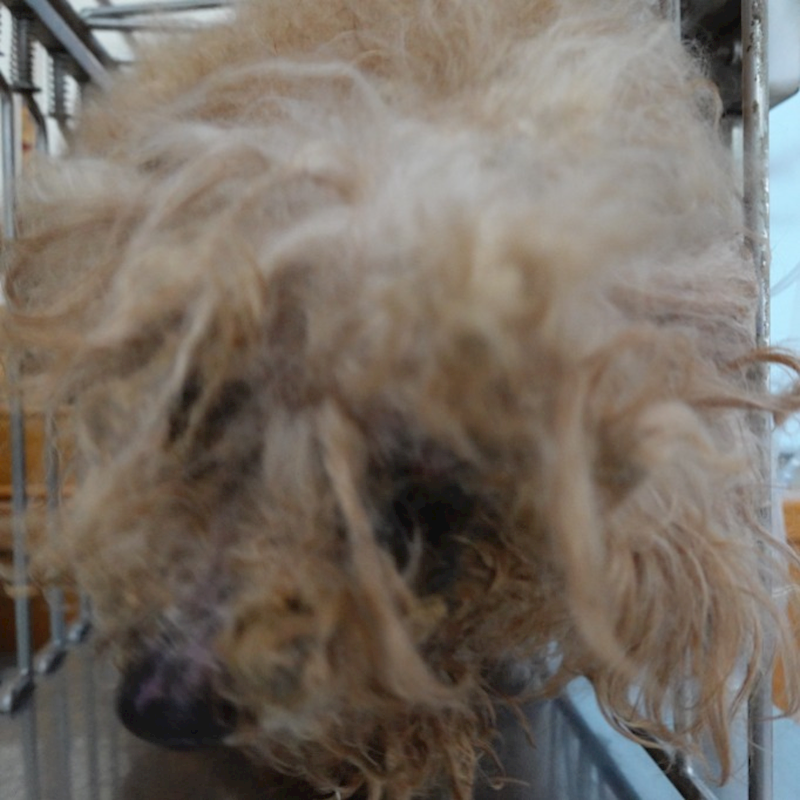 臺南市動物之家灣裡站,編號:442700, 貴賓犬        