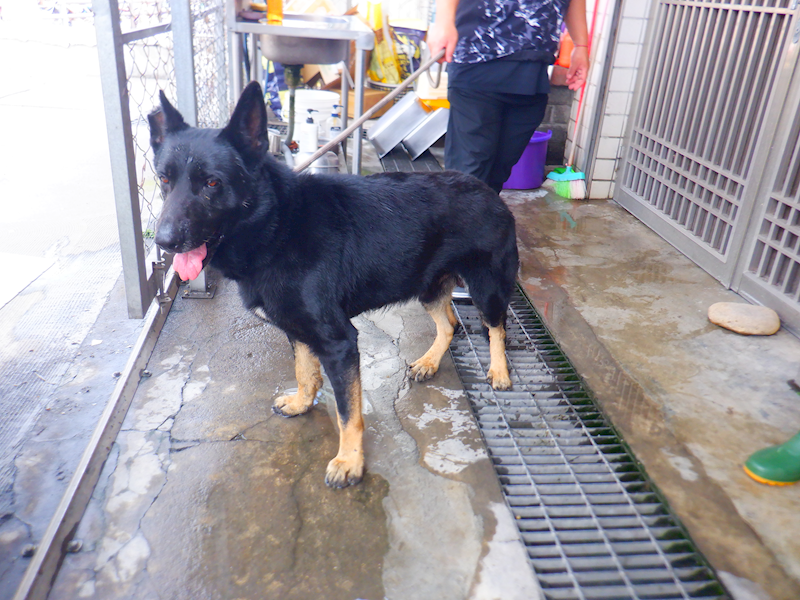 南投縣公立動物收容所,編號:443327, 混種犬          